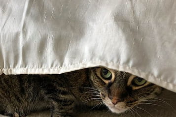 5 Ways for Shy People to Promote Their Book