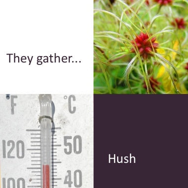 They Gather (writing prompt)